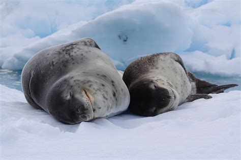 Foca leopardo (Hydrurga leptonyx) | LEOPARD SEAL. Enterprise… | Flickr