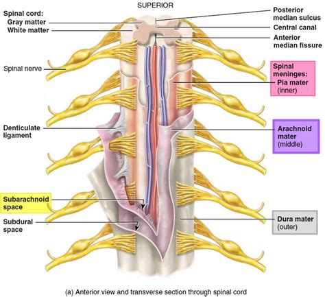 Arachnoiditis causes, symptoms, diagnosis, prognosis & arachnoiditis ...