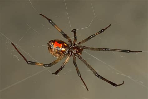 Most northern brown widow spider found in New York