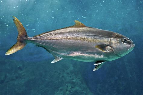 Greater Amberjack by Stavros Markopoulos