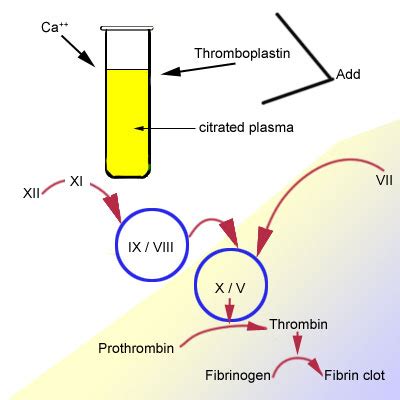 Blood Laboratory: Hemostasis: PT and PTT tests