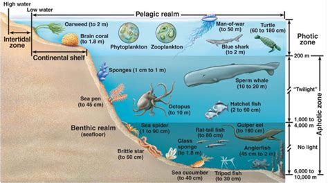 Aquatic Ecosystems - Welcome to Dr. Suris Science Class!