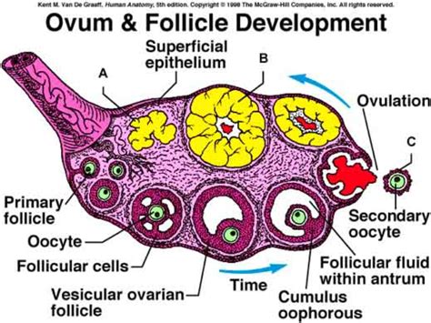 Lab 7: Ovum and Follicle Development Diagram | Quizlet