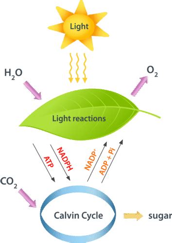 Plant physiology : photosynthesis, role of CO2 and stomata importance ...