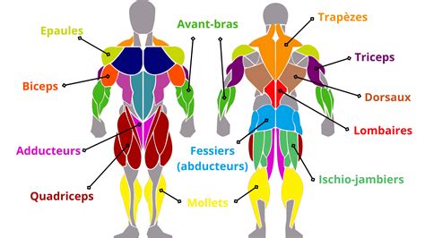 Anatomie Bodybuilding Installing Muscle – NBKomputer