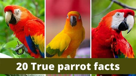 True parrots | true parrot food | 15 true parrot facts | true parrot scientific name - YouTube