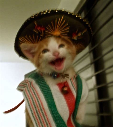 Cinco de Mayo kitty | We love dogs, cats, and birds. | Pinterest