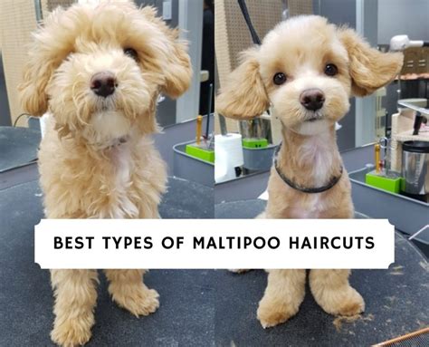 Best Types of Maltipoo Haircuts with Pictures!