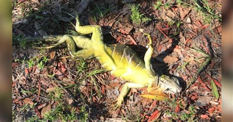 Florida: Frozen iguanas falling from trees during cold snap after "bomb cyclone" winter storm ...