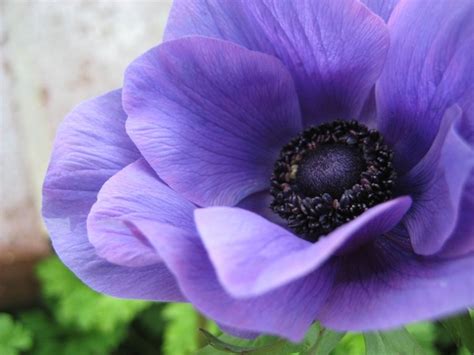 pretty purple poppy | Purple poppies, Poppies, Poppy flower