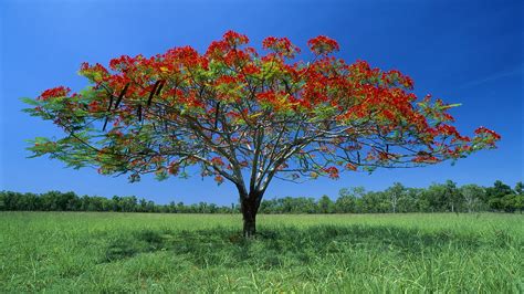 Australian National Plants | ... Images » Flowering Acacia Tree ...