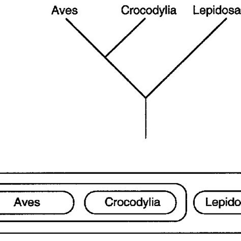 1-Examples of monophyletic (a). paraphyletic (b), and polyphyletic ( c)... | Download Scientific ...