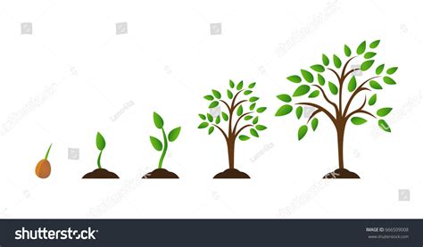 597 Tree growth animation Images, Stock Photos & Vectors | Shutterstock