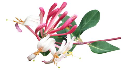 Flower Honeysuckle Plant Cut - Free photo on Pixabay - Pixabay