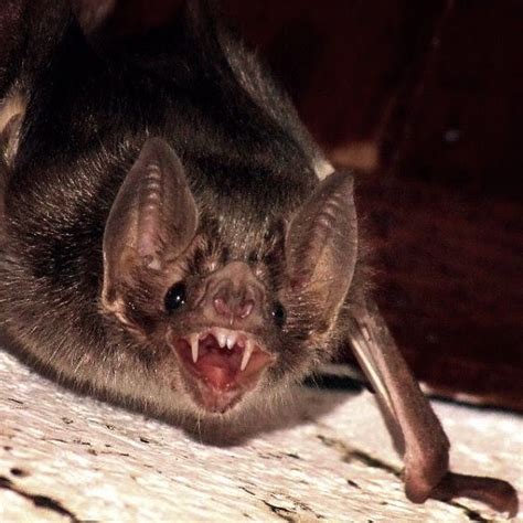 Another Vampire Bat Vampire Bat reference. | Weird animals, Cute ...