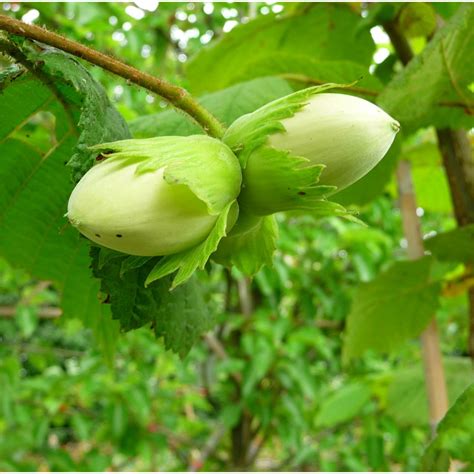 Filbert Cosford Tree | Buy Corylus & Filbert Nut Tree Online