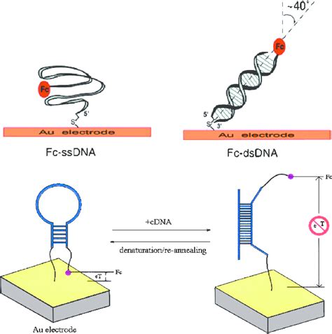 Ferrocene derivatives attached to DNA via phosphoramidite chemistry ...