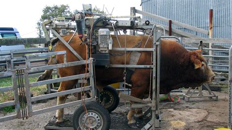 Discover the Most Cost-Effective Cattle Hoof Trimming Tools