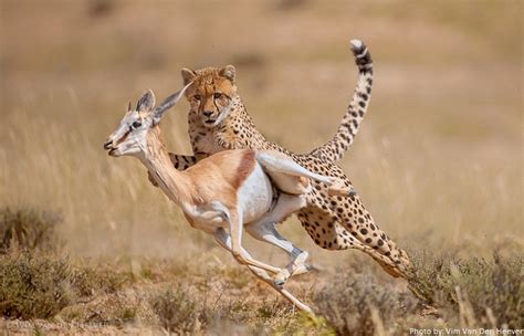 Interesting facts about cheetahs – Just Fun Facts