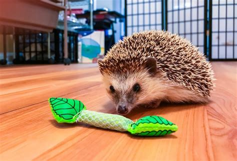 Top 18 Best Toys For Hedgehogs Reviews 2019 - My Life Pets