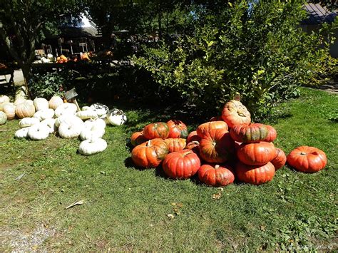 The Great Pumpkin Patch... | Arthur, Illinois | Joy Castello | Flickr