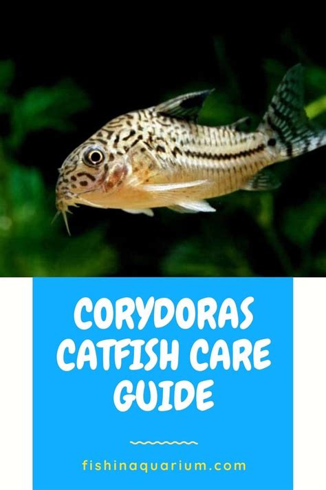 Corydoras Catfish Care Guide And Tank Mates – 2020 | Aquarium fish tank ...