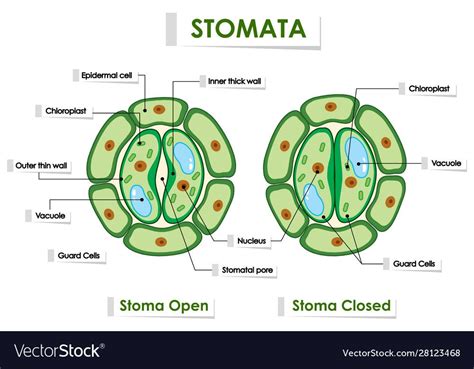 Opening and Closing of Stomata - LaneyabbParsons