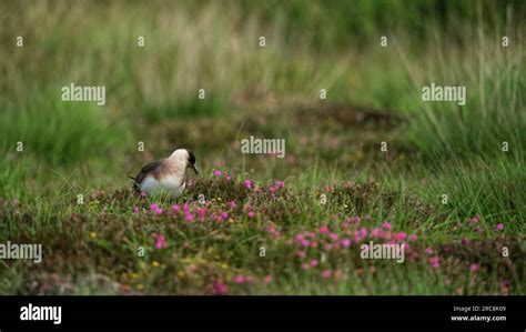 Arctic Skua nesting on Handa Island Stock Photo - Alamy