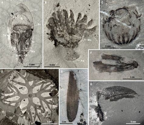 Scientists find 518 million-year-old marine fossils in China in ‘mind-blowing’ discovery - Daily ...