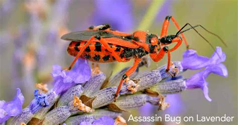 Milkweed Assassin Bug Nymph