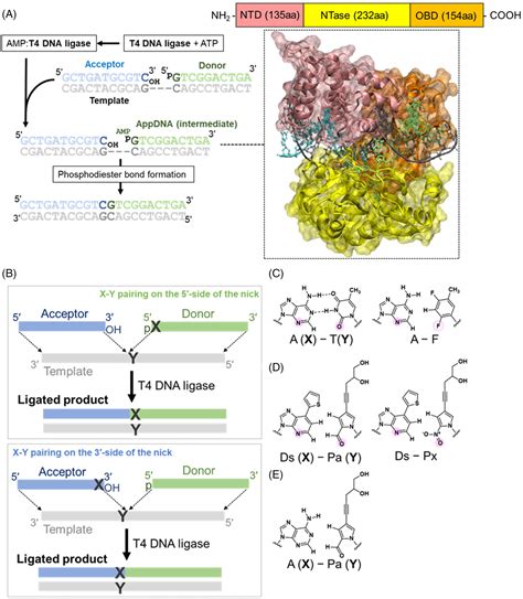 Cognate base‐pair selectivity of hydrophobic unnatural bases in DNA ligation by T4 DNA ligase ...