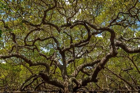 The World’s Oldest Cashew Tree: Cashew of Pirangi - Beyond