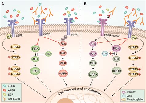 Egfr Pathway Map