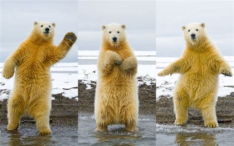 Stop what you're doing and look at this disco dancing polar bear | Grist