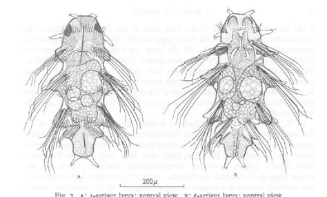 Figure 3 from The reproduction and larval development of Nereis fucata (Savigny) | Semantic Scholar