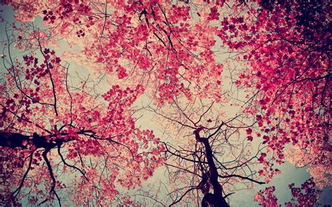 Flowers And Trees Wallpapers - Wallpaper Cave