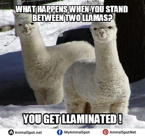 Llama Memes