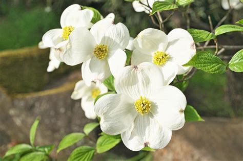 Dogwood Tree Leaf Identification | Hunker