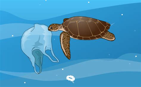 Leatherback Turtle Eating Plastic Bags