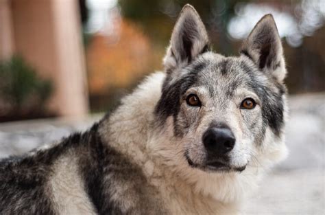 Czechoslovakian Wolfdog Appearance, Facts, Temperament & Care | All ...