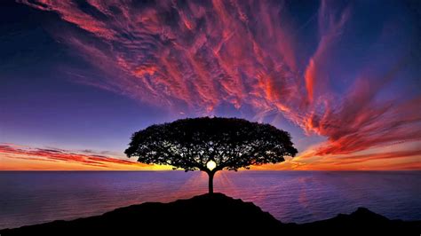 Sunset Tree Silhouette Blue Sky Red Clouds Ocean Horizon : Wallpapers13.com