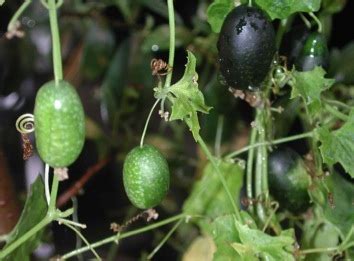 Creeping Cucumber: Melothria Pendula - Eat The Weeds and other things, too