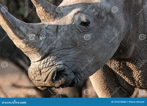 A grey rhino in the nature stock photo. Image of amazing - 161672600