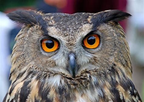 Eurasian Eagle Owls: Information, Pictures and Conservation | Owlcation