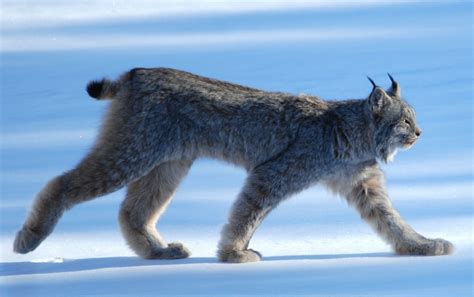 Canada Lynx | Government of Yukon