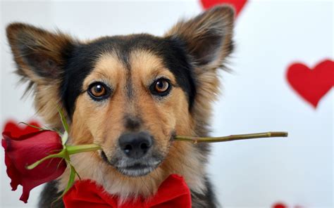 animals, Dog, Rose, Red Flowers Wallpapers HD / Desktop and Mobile ...