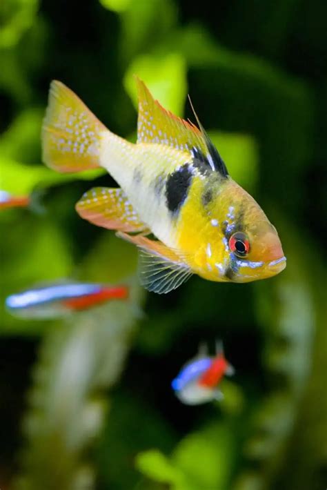 German Blue Ram Care Guide & Species Profile | Fishkeeping World