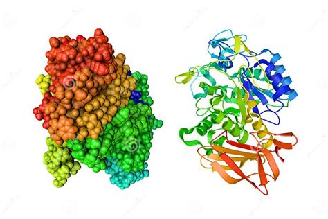 Crystal Structure and Space-filling Molecular Model of Human Pancreatic ...