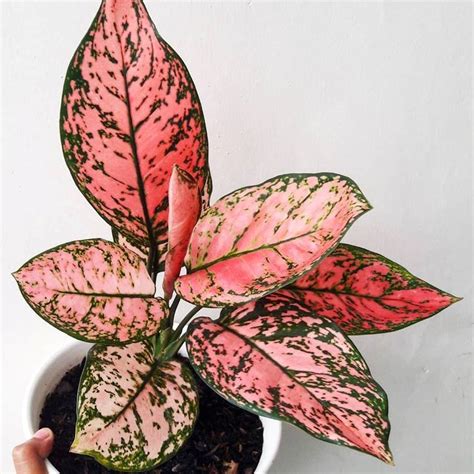 Aglaonema 'Lady Valentine' Plant Care Tips - The Jungle Collective