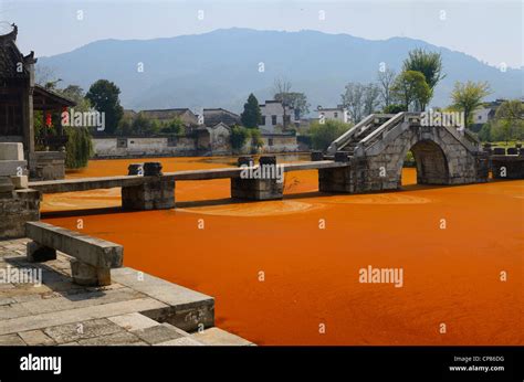 Bright red algae scum on Longxi river with stone bridge in Chengkan ...